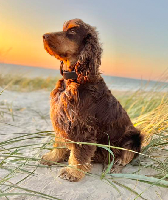 Duke Ellington | English Cocker Spaniel vom Erfurter Kakteenhof