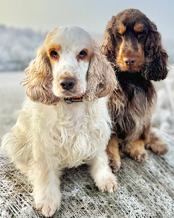 Duke und Maite - English Cocker Spaniel