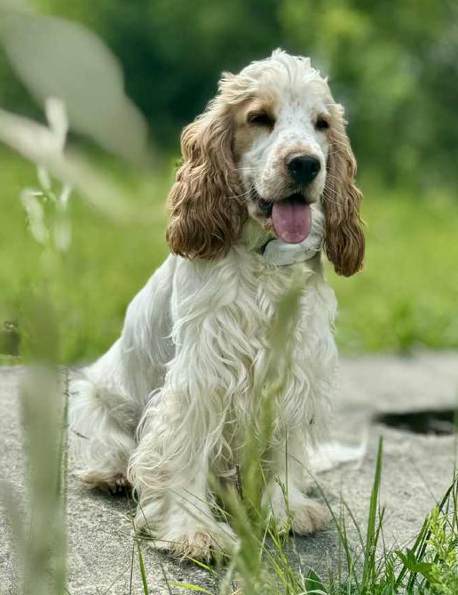 Maite vom Nikolausberg | English Cocker Spaniel vom Erfurter Kakteenhof