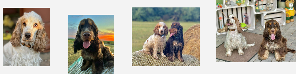 Maite vom Nikolausberg und Duke Ellington | English Cocker Spaniel vom Erfurter Kakteenhof