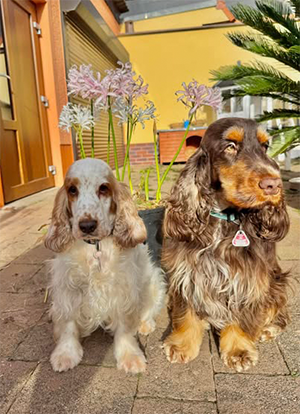 Maite vom Nikolausberg und Duke Ellington