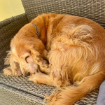 Spike 2025 | Cocker Spaniel vom Erfurter Kakteenhof