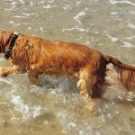 Spike 2025 | Cocker Spaniel vom Erfurter Kakteenhof