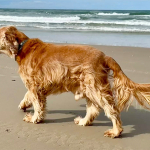 Spike 2025 | Cocker Spaniel vom Erfurter Kakteenhof