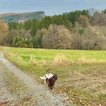 Auf dem Weg zum Venusberg (Erzgebirge)