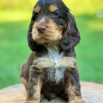 Duke Ellington als Welpe 2023 | English Cocker Spaniel