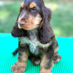 Duke Ellington als Welpe 2023 | English Cocker Spaniel