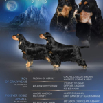 Forever Rizi Bizi | English-Cocker-Spaniel | Siófok, Ungarn