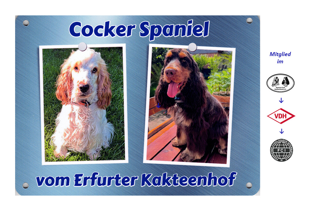 Cocker Spaniel vom Erfurter Kakteenhof